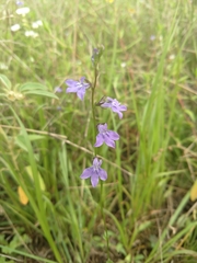 Lobelia gattingeri