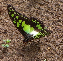 Graphium tynderaeus