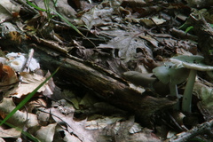 Syzygites megalocarpus image
