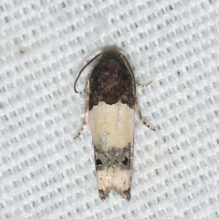 Epiblema benignata