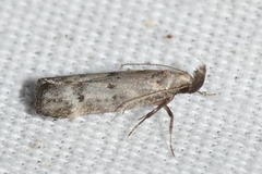 Dichomeris inversella