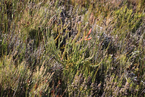 Image of Spatalla propinqua by (c) Tony Rebelo, some rights reserved (CC BY-SA)