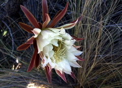 Cereus aethiops