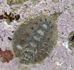 Acanthochitona