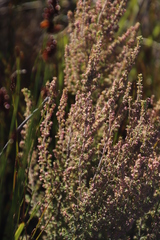Erica hispidula
