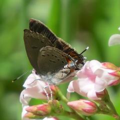 Satyrium californica