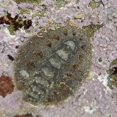 Acanthochitona