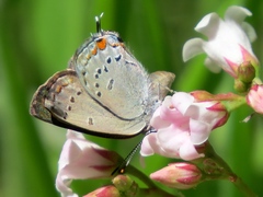 Satyrium californica