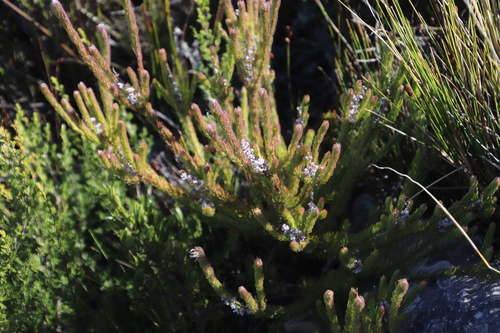 Image of Spatalla propinqua by (c) Tony Rebelo, some rights reserved (CC BY-SA)