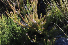 Spatalla propinqua