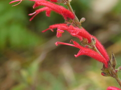 Salvia cinnabarina