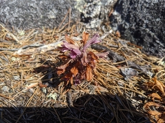 Aphyllon californicum californicum