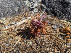 Aphyllon californicum californicum