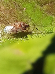 Kleidocerys resedae