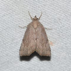 Cutina albopunctella