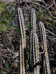 Cereus aethiops