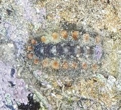 Acanthochitona
