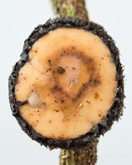 Galiella spongiosa