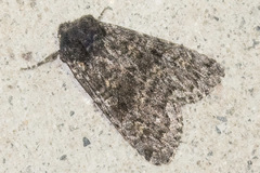 Eurois nigra