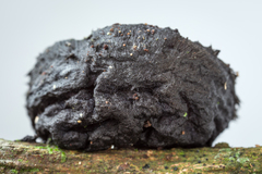 Galiella spongiosa