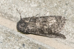 Eurois nigra