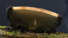 Galiella spongiosa