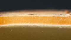 Galiella spongiosa