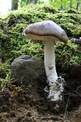Amanita submaculata