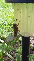 Melanoplus differentialis