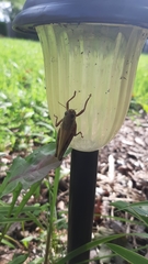 Melanoplus differentialis