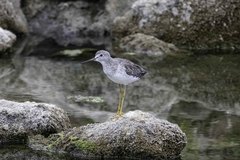 Tringa melanoleuca