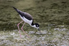 Himantopus mexicanus