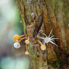Ophiocordyceps dipterigena