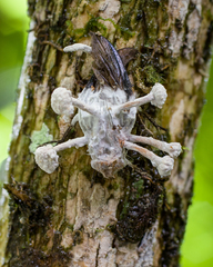 Ophiocordyceps dipterigena