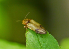 Stropenron hamata