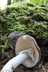 Amanita submaculata