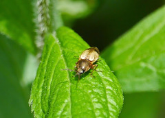 Stropenron hamata