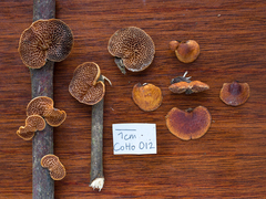Pseudofavolus
