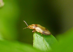 Stropenron hamata
