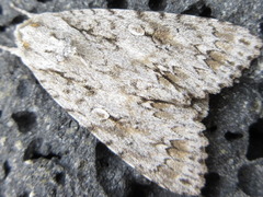 Acronicta hercules