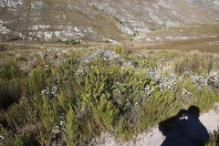 Psoralea mundiana