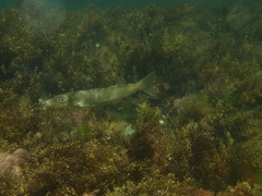Western Sand Whiting photo 4