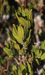 Psoralea mundiana