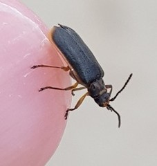 Galerucella nipponensis