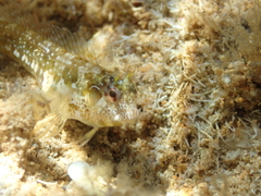 Parablennius postoculomaculatus