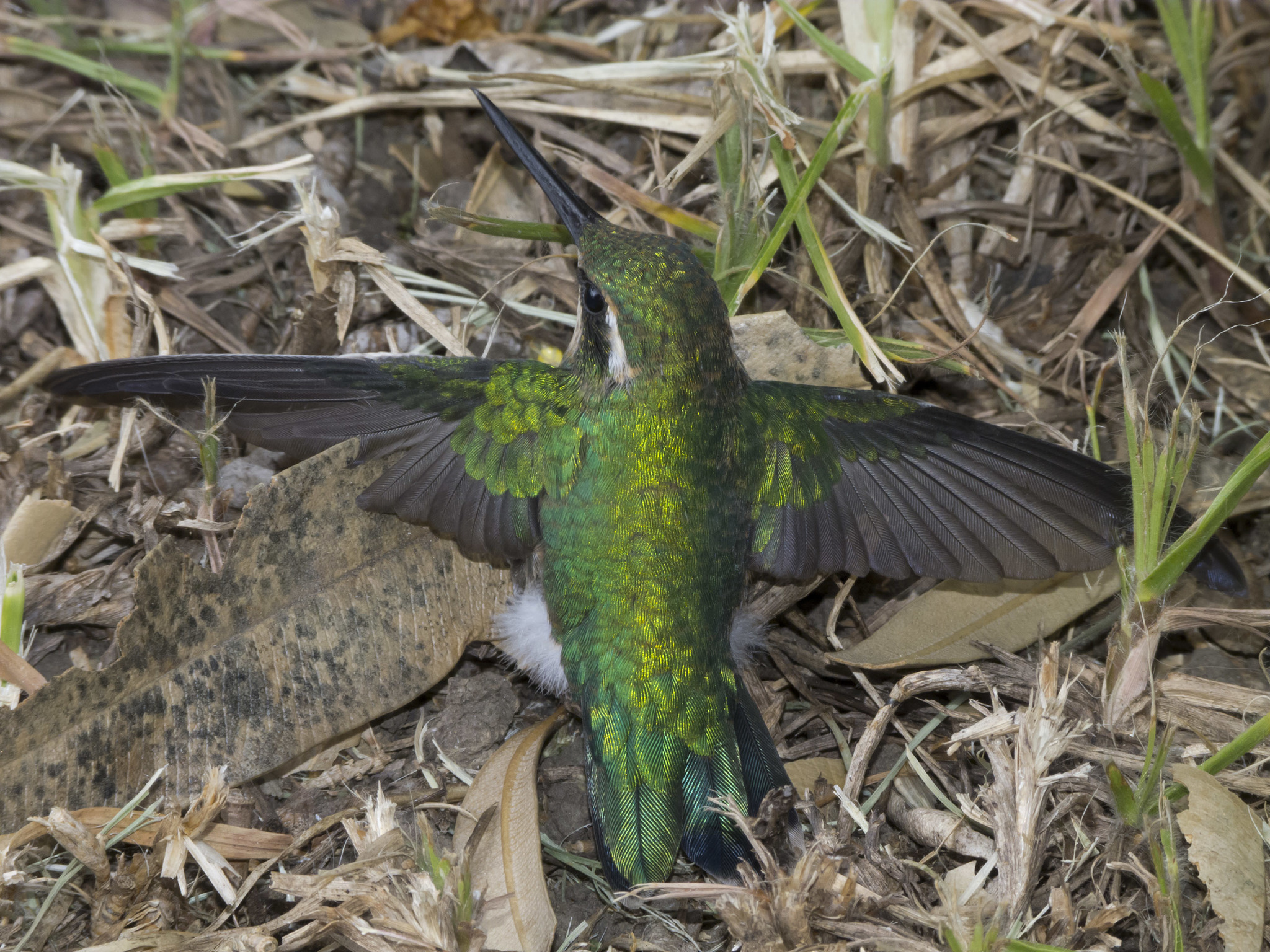 Short-tailed Emerald (Chlorostilbon poortmani), photo 8
