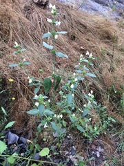 Galeopsis segetum