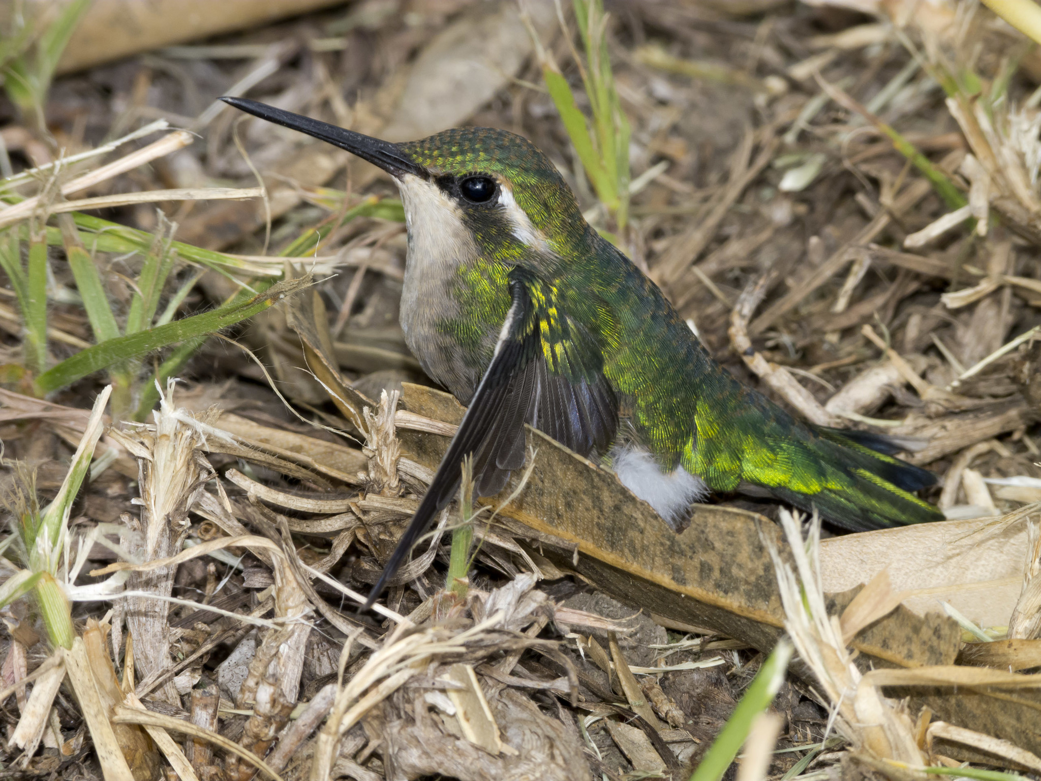 Short-tailed Emerald (Chlorostilbon poortmani), photo 9