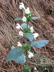 Galeopsis segetum