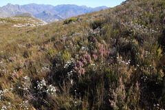 Erica hispidula